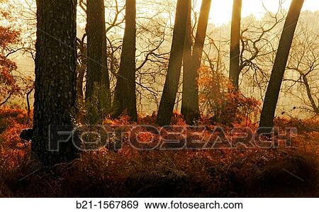 France, Aquitaine, Gironde, Landes forest near Captieux. View Large Photo Image Stock Photo - France, Aquitaine, Gironde, Landes forest near Captieux.. Fotosearch