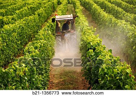 France, Aquitaine, Gironde, Medoc, plowing in a wine grapes field, at the Margaux area, in the Bordeaux wines district View Large Photo Image Stock Image - France, Aquitaine, Gironde, Medoc, plowing in a wine grapes field, at the Margaux area, in the Bordeaux wines district. Fotosearch