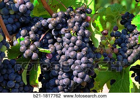 France, Aquitaine, Gironde,? Merlot? wine fruits, Bordeaux wines area. View Large Photo Image Stock Image - France, Aquitaine, Gironde,? Merlot? wine fruits, Bordeaux wines area.. Fotosearch
