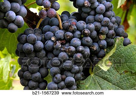 France, Aquitaine, Gironde, Merlot wine fruits, at Pomerol, on the Bordeaux wines district. View Large Photo Image Stock Photo - France, Aquitaine, Gironde, Merlot wine fruits, at Pomerol, on the Bordeaux wines district.. Fotosearch