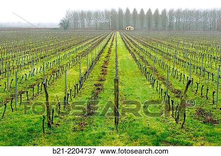 France-Aquitaine-Gironde- vineyard during winter at Langoiran, in the Entre Deux Mers wines district of the Bordeaux's wines areas. View Large Photo Image Stock Photo - France-Aquitaine-Gironde- vineyard during winter at Langoiran, in the Entre Deux Mers wines district of the Bordeaux's wines areas.. Fotosearch