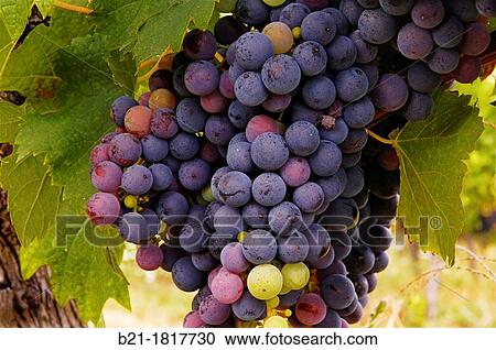 France-Aquitaine- Gironde- wine grappes of? merlot? at Castillon, in the Bordeaux wines district. View Large Photo Image Stock Image - France-Aquitaine- Gironde- wine grappes of? merlot? at Castillon, in the Bordeaux wines district.. Fotosearch