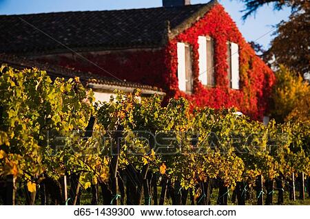 France, Aquitaine Region, Gironde Department, St-Emilion, wine town, UNESCO-listed vineyards View Large Photo Image Stock Image - France, Aquitaine Region, Gironde Department, St-Emilion, wine town, UNESCO-listed vineyards. Fotosearch