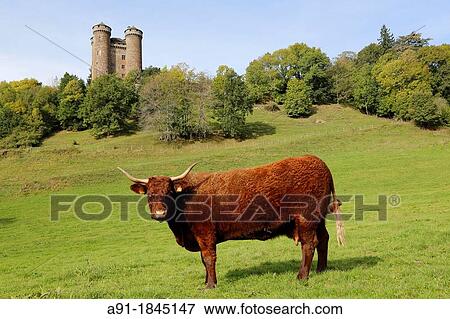 France, Auvergne, Cantal 15, natural regional park of the Auvergne volcanos, Tournemire castle, Salers cow at fore in a pasture View Large Photo Image Stock Photo - France, Auvergne, Cantal 15, natural regional park of the Auvergne volcanos, Tournemire castle, Salers cow at fore in a pasture. Fotosearch