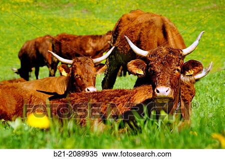 France. Auvergne. Cantal. Salers (cattle) in the Jordanne valley. View Large Photo Image Stock Photography - France. Auvergne. Cantal. Salers (cattle) in the Jordanne valley.. Fotosearch