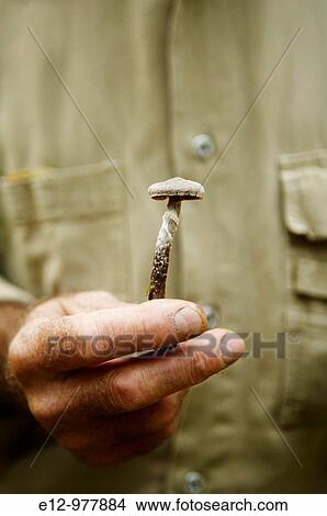 Picture - France, Auvergne, Haute Loire, Saint Bonnet le Froid, Restaurant R? gis & Jacques Marcon, mushrooms harvest with mycologist Gilles Li? ge.. Fotosearch