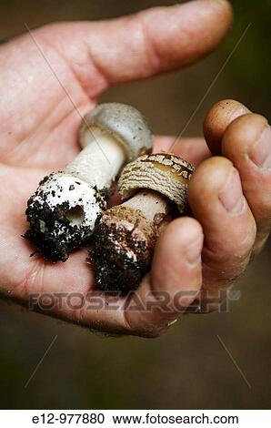 France, Auvergne, Haute Loire, Saint Bonnet le Froid, Restaurant R? gis & Jacques Marcon, mushrooms harvest with mycologist Gilles Li? ge. View Large Photo Image Stock Image - France, Auvergne, Haute Loire, Saint Bonnet le Froid, Restaurant R? gis & Jacques Marcon, mushrooms harvest with mycologist Gilles Li? ge.. Fotosearch