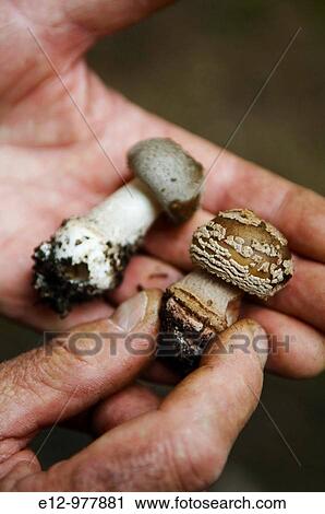France, Auvergne, Haute Loire, Saint Bonnet le Froid, Restaurant R? gis & Jacques Marcon, mushrooms harvest with mycologist Gilles Li? ge, left amanita pantera right rubescenta. View Large Photo Image Stock Image - France, Auvergne, Haute Loire, Saint Bonnet le Froid, Restaurant R? gis & Jacques Marcon, mushrooms harvest with mycologist Gilles Li? ge, left amanita pantera right rubescenta.. Fotosearch