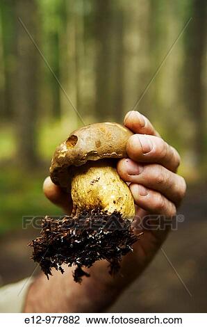 France, Auvergne, Haute Loire, Saint Bonnet le Froid, Restaurant R? gis & Jacques Marcon, mushrooms harvest with mycologist Gilles Li? ge, boletus felleus, tylopilus felleus, not edible. View Large Photo Image Stock Image - France, Auvergne, Haute Loire, Saint Bonnet le Froid, Restaurant R? gis & Jacques Marcon, mushrooms harvest with mycologist Gilles Li? ge, boletus felleus, tylopilus felleus, not edible.. Fotosearch