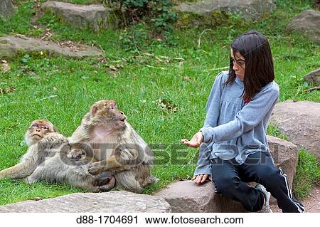 France Bas Rhin Kintzheim Singes Montagne Barbary Macaque Macaca Sylvanus Enfants Alimentation Les Singes Banque Dimage