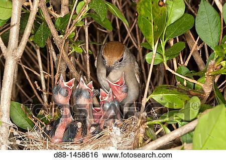 France, Bas Rhin, Nest of Blackcap Sylvia atricapilla, order: Passeriformes, family: Sylviidae. View Large Photo Image Stock Photograph - France, Bas Rhin, Nest of Blackcap Sylvia atricapilla, order: Passeriformes, family: Sylviidae.. Fotosearch