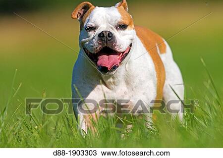 France, Bas Rhin, Obernai, English Bulldog. View Large Photo Image Stock Image - France, Bas Rhin, Obernai, English Bulldog.. Fotosearch
