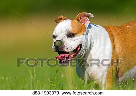 France, Bas Rhin, Obernai, English Bulldog View Large Photo Image Stock Photo - France, Bas Rhin, Obernai, English Bulldog. Fotosearch