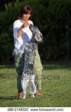 France, Bas Rhin, one person with a dog (English setter). View Large Photo Image Stock Image - France, Bas Rhin, one person with a dog (English setter).. Fotosearch