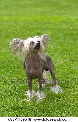 France, Bas-Rhin, Thanville, Chinese Crested Dog Canis lupus familiaris View Large Photo Image Stock Photo - France, Bas-Rhin, Thanville, Chinese Crested Dog Canis lupus familiaris. Fotosearch