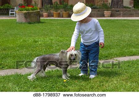 France, Bas-Rhin, Thanville, Chinese Crested Dog Canis lupus familiaris with a child girl View Large Photo Image Stock Photo - France, Bas-Rhin, Thanville, Chinese Crested Dog Canis lupus familiaris with a child girl. Fotosearch