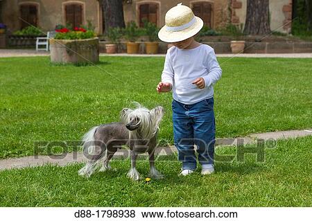 Stock Photo - France, Bas-Rhin, Thanville, Chinese Crested Dog Canis lupus familiaris with a child girl. Fotosearch