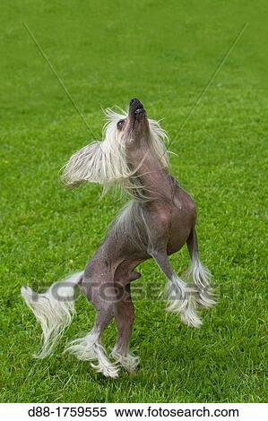 France, Bas-Rhin, Thanville, Chinese Crested Dog Canis lupus familiaris View Large Photo Image Stock Photography - France, Bas-Rhin, Thanville, Chinese Crested Dog Canis lupus familiaris. Fotosearch