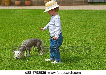 Stock Photography - France, Bas-Rhin, Thanville, Chinese Crested Dog Canis lupus familiaris with a child girl. Fotosearch