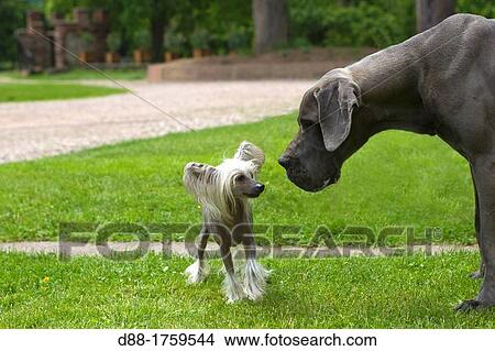 Picture - France, Bas-Rhin, Thanville, Great Dane or German Mastiff or Danish Hound Canis lupus familiaris, blue color and Chinese Crested Dog. Fotosearch