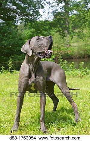 Picture - France, Bas-Rhin, Thanville, Great Dane or German Mastiff or Danish Hound.. Fotosearch