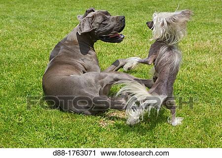 Stock Image - France, Bas-Rhin, Thanville, Great Dane or German Mastiff or Danish Hound and Chinese Crested Dog.. Fotosearch