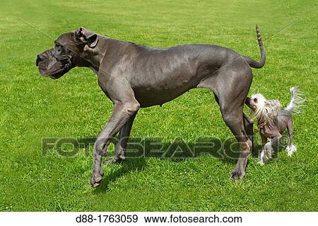 France, Bas-Rhin, Thanville, Great Dane or German Mastiff or Danish Hound and Chinese Crested Dog. View Large Photo Image Stock Photo - France, Bas-Rhin, Thanville, Great Dane or German Mastiff or Danish Hound and Chinese Crested Dog.. Fotosearch