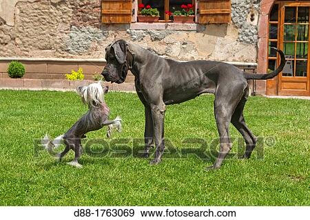 France, Bas-Rhin, Thanville, Great Dane or German Mastiff or Danish Hound and Chinese Crested Dog. View Large Photo Image Stock Photo - France, Bas-Rhin, Thanville, Great Dane or German Mastiff or Danish Hound and Chinese Crested Dog.. Fotosearch