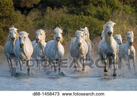 France, Bouches du Rhone, Natural Regional Park of Camargue, Saintes Maries de la Mer, Camargue horse. View Large Photo Image Stock Image - France, Bouches du Rhone, Natural Regional Park of Camargue, Saintes Maries de la Mer, Camargue horse.. Fotosearch
