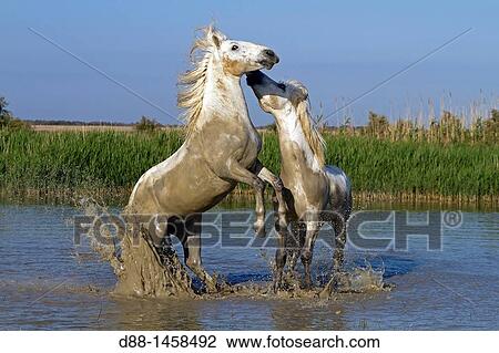 France, Bouches du Rhone, Natural Regional Park of Camargue, Saintes Maries de la Mer, Camargue horse. View Large Photo Image Stock Image - France, Bouches du Rhone, Natural Regional Park of Camargue, Saintes Maries de la Mer, Camargue horse.. Fotosearch