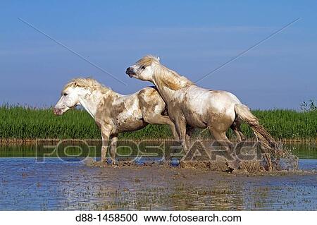 France, Bouches du Rhone, Natural Regional Park of Camargue, Saintes Maries de la Mer, Camargue horse. View Large Photo Image Stock Image - France, Bouches du Rhone, Natural Regional Park of Camargue, Saintes Maries de la Mer, Camargue horse.. Fotosearch