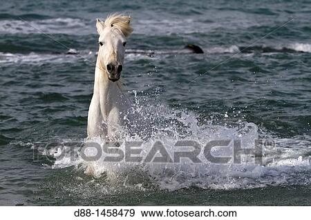 France, Bouches du Rhone, Natural Regional Park of Camargue, Saintes Maries de la Mer, Camargue horse. View Large Photo Image Stock Photo - France, Bouches du Rhone, Natural Regional Park of Camargue, Saintes Maries de la Mer, Camargue horse.. Fotosearch