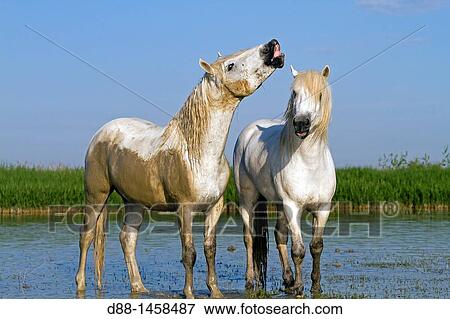 France, Bouches du Rhone, Natural Regional Park of Camargue, Saintes Maries de la Mer, Camargue horse. View Large Photo Image Stock Photo - France, Bouches du Rhone, Natural Regional Park of Camargue, Saintes Maries de la Mer, Camargue horse.. Fotosearch