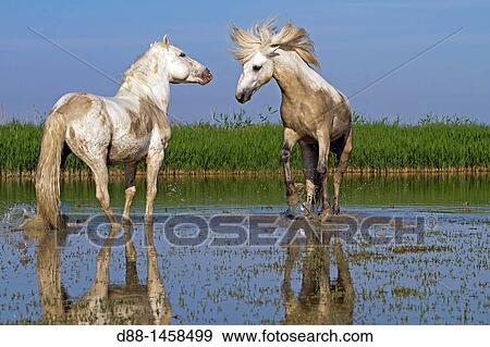 France, Bouches du Rhone, Natural Regional Park of Camargue, Saintes Maries de la Mer, Camargue horse. View Large Photo Image Stock Photo - France, Bouches du Rhone, Natural Regional Park of Camargue, Saintes Maries de la Mer, Camargue horse.. Fotosearch