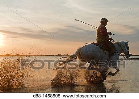 France, Bouches du Rhone, Natural Regional Park of Camargue, Saintes Maries de la Mer, Guardian, rider. View Large Photo Image Stock Photo - France, Bouches du Rhone, Natural Regional Park of Camargue, Saintes Maries de la Mer, Guardian, rider.. Fotosearch