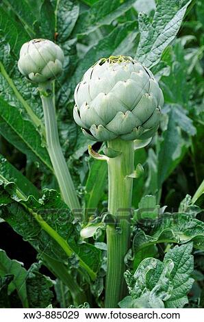 France, Brittany, Bugu? l's 22 Artichoke plant View Large Photo Image Stock Photo - France, Brittany, Bugu? l's 22 Artichoke plant. Fotosearch