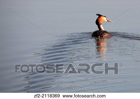 France, Brittany, C? tes d? Armor, Lanvallay, crested grebe swimming. View Large Photo Image Stock Photo - France, Brittany, C? tes d? Armor, Lanvallay, crested grebe swimming.. Fotosearch