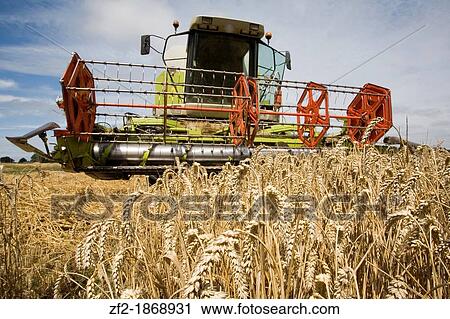 France, Brittany, Cotes d Armor, Saint H? len, Harvest of wheat View Large Photo Image Stock Image - France, Brittany, Cotes d Armor, Saint H? len, Harvest of wheat. Fotosearch