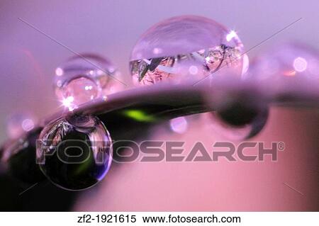 France, Brittany, Cotes d? Armor, Pleudihen sur Rance Drops of water on the grass View Large Photo Image Stock Photography - France, Brittany, Cotes d? Armor, Pleudihen sur Rance Drops of water on the grass. Fotosearch