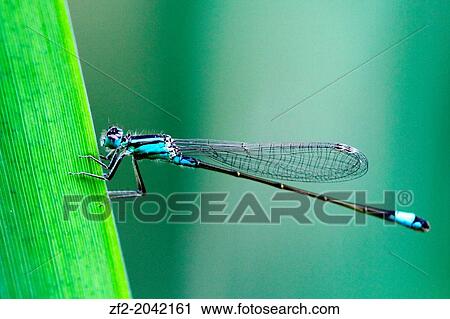 France, Brittany, Ille et Vilaine, an agrion on a grass. View Large Photo Image Stock Image - France, Brittany, Ille et Vilaine, an agrion on a grass.. Fotosearch