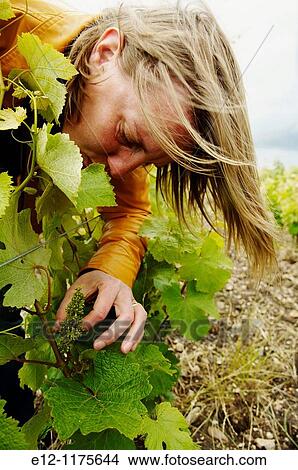 Picture - France, Centre, Indre & Loire, Tours surroundings, village Husseau, AOC Montlouis, wiwers & winemakers Lise & Bertrand Jousset.. Fotosearch