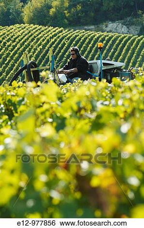 France, Champagne, Avize, harvest, organic Champagne, Anselme Selosse winemaker. View Large Photo Image Stock Photograph - France, Champagne, Avize, harvest, organic Champagne, Anselme Selosse winemaker.. Fotosearch