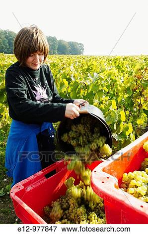France, Champagne, Crouttes sur Marne, harvest, organic Champagne, Fran? oise Bedel winemaker, chardonnay. View Large Photo Image Stock Photo - France, Champagne, Crouttes sur Marne, harvest, organic Champagne, Fran? oise Bedel winemaker, chardonnay.. Fotosearch