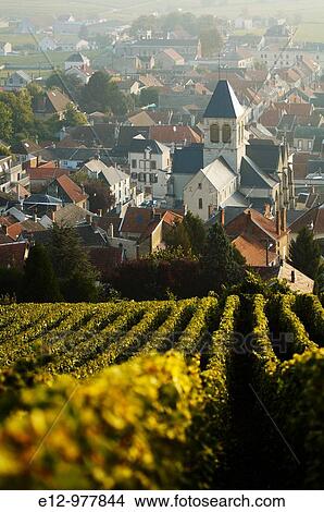 France, Champagne, harvest at Avize. View Large Photo Image Picture - France, Champagne, harvest at Avize.. Fotosearch