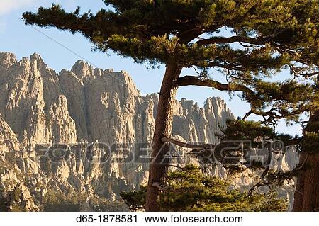 France, Corsica, Corse-du-Sud Department, La Alta Rocca Region, Col de Bavella pass, Aiguilles de Bavella peaks, morning View Large Photo Image Stock Image - France, Corsica, Corse-du-Sud Department, La Alta Rocca Region, Col de Bavella pass, Aiguilles de Bavella peaks, morning. Fotosearch