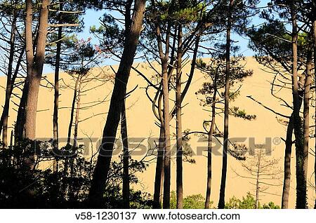 Stock Photo - France, Gironde, Bassin d? Arcachon, Dune du Pilat. Fotosearch