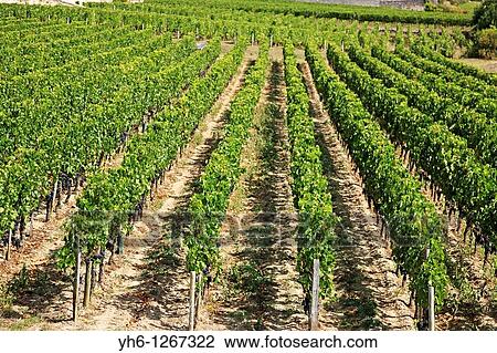 France, Gironde, Saint-Emilion, Bordeaux vineyards View Large Photo Image Stock Image - France, Gironde, Saint-Emilion, Bordeaux vineyards. Fotosearch