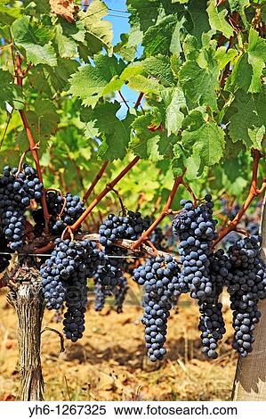France, Gironde, Saint-Emilion, Bordeaux vineyards, red wine grapes View Large Photo Image Stock Photography - France, Gironde, Saint-Emilion, Bordeaux vineyards, red wine grapes. Fotosearch