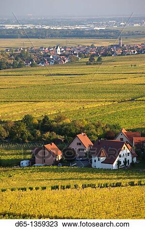 France, Haut-Rhin, Alsace Region, Alasatian Wine Route, Zellenberg, town and vineyards, autumn View Large Photo Image Stock Image - France, Haut-Rhin, Alsace Region, Alasatian Wine Route, Zellenberg, town and vineyards, autumn. Fotosearch