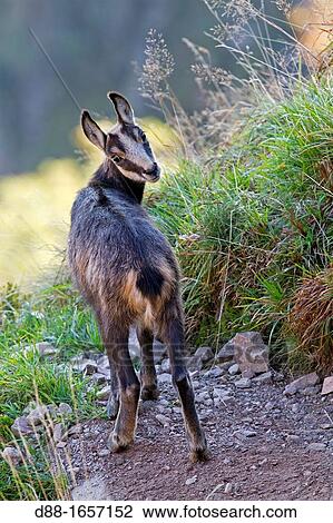 France, Haut Rhin, Le Honeck, chamois Rupicapra rupicapra. View Large Photo Image Stock Image - France, Haut Rhin, Le Honeck, chamois Rupicapra rupicapra.. Fotosearch